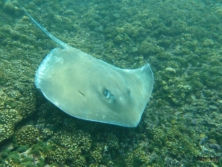 mantaraya en bahia san agustin